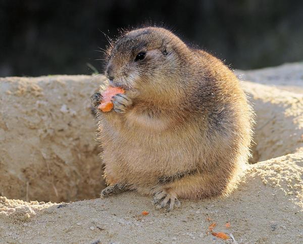 Do Ferrets Eat Prairie Dogs?