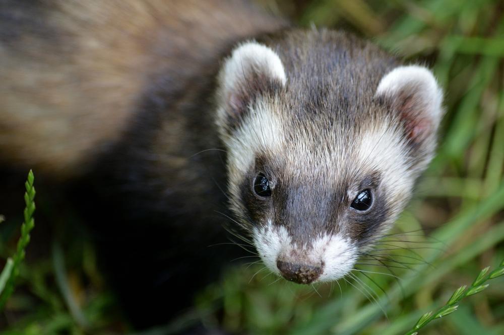 The Crucial Role of Ferreting in Modern Agriculture
