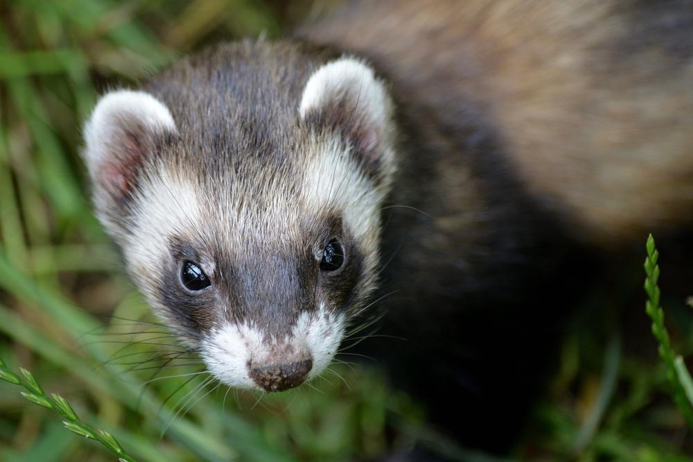 What Is the Difference Between a Ferret and a Weasel?