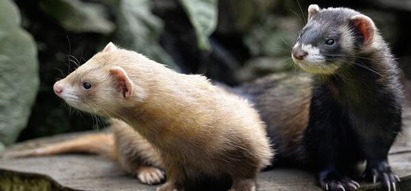 Do Ferrets Need to Be in Pairs