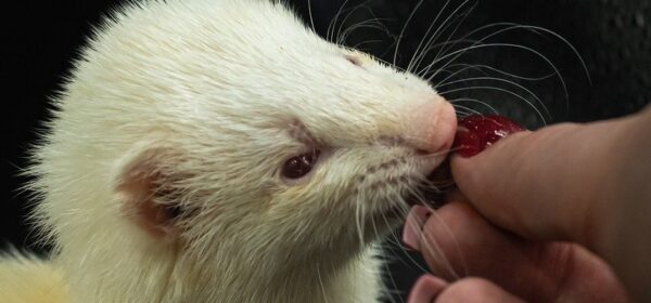 Why Does Your Ferret Lick You